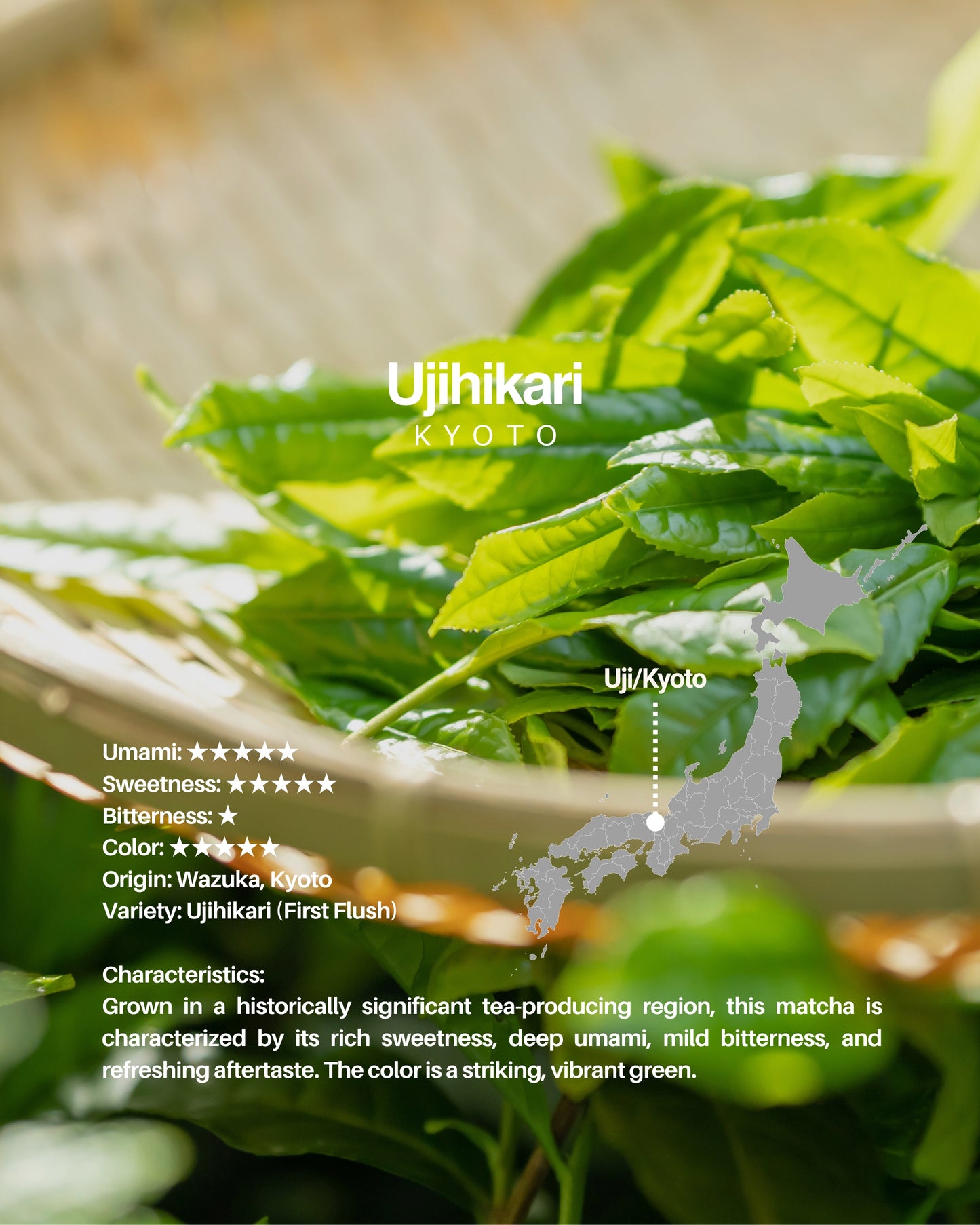 Ujihikari / sample 20g